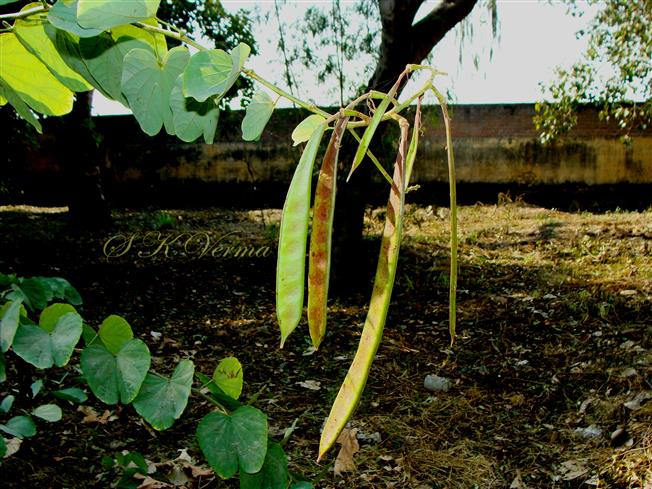  Legumes